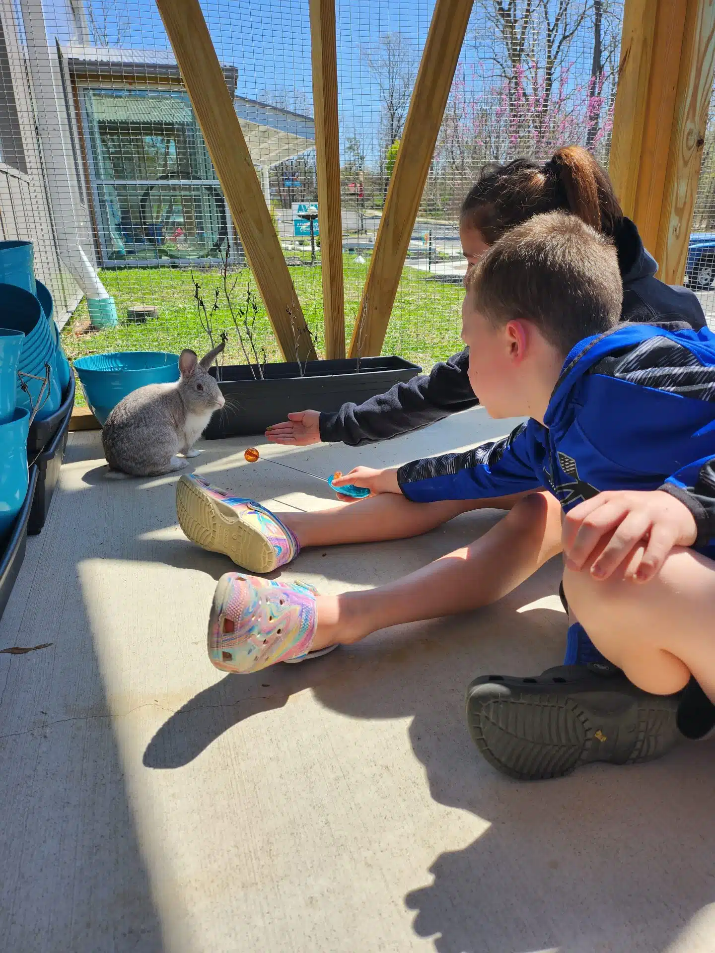 Become a Bunny Trainer