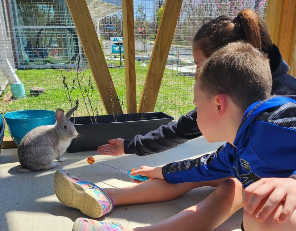 Two children training brown rabbit during special experience attraction at Animal Welfare Association.