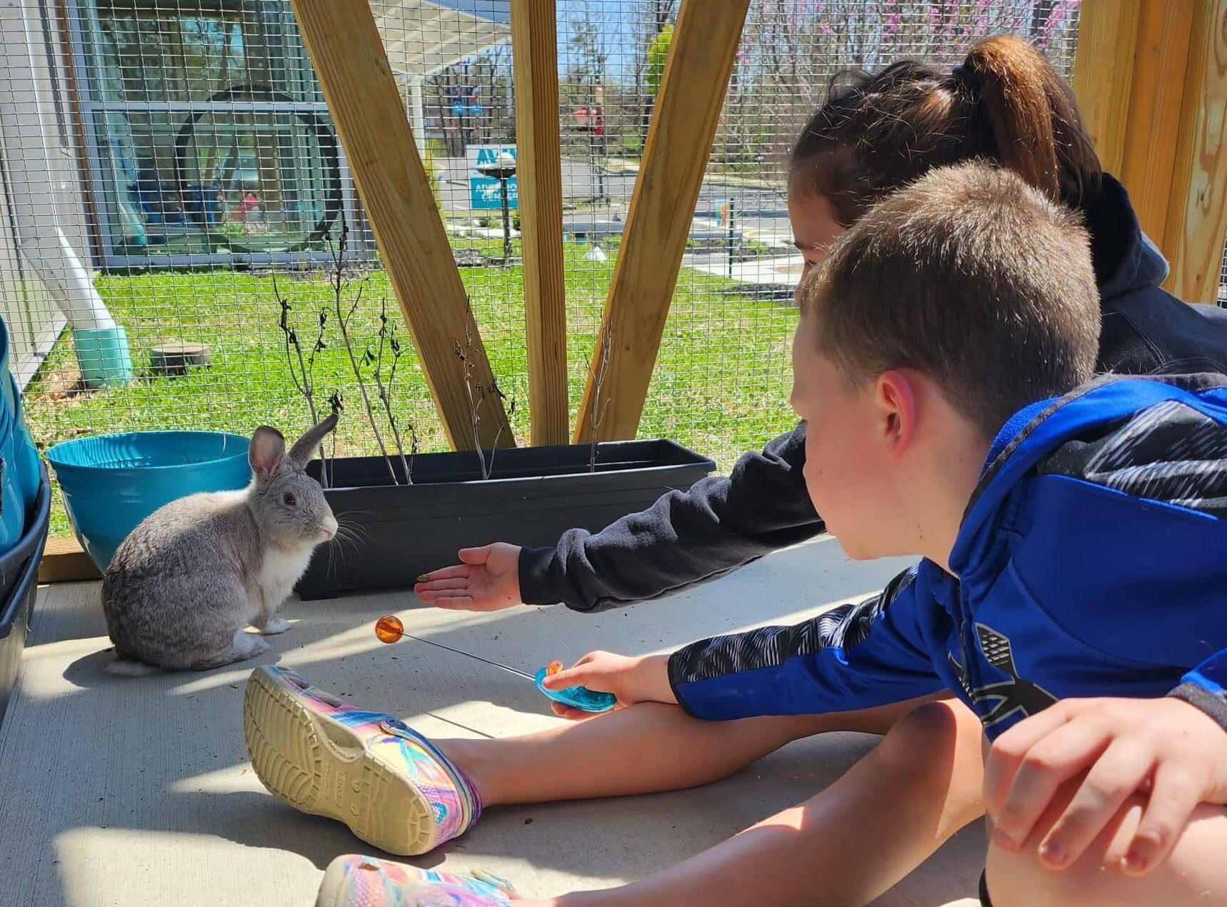 Two children training brown rabbit during special experience attraction at Animal Welfare Association.