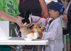 Boy with stethoscope examining cat at Animal Welfare Association's Vet Pretend Play Experience.