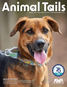 Brown dog on leash posing for cover of Animal Welfare Association's 2023 Spring Newsletter.