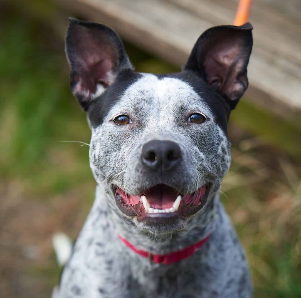 Black and white dog smiling at Animal Welfare Association's Pet Clinic.