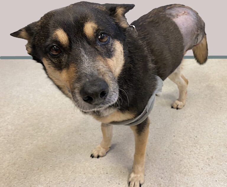 Black and brown dog with missing leg after amputation at Animal Welfare Association.