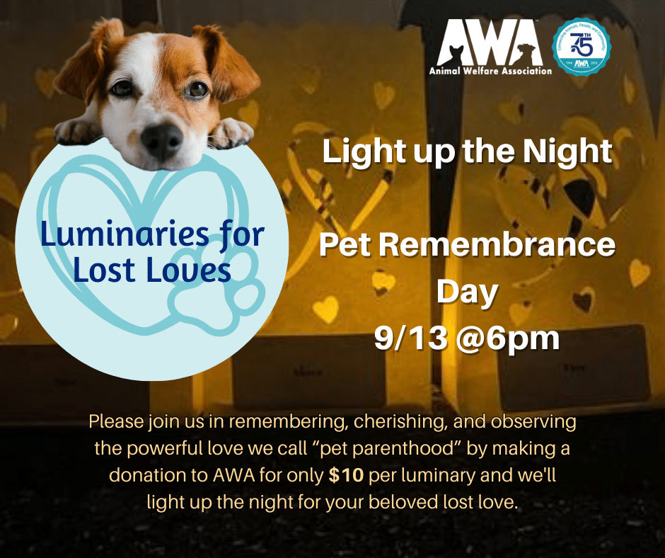 Event flyer with dog and luminary for AWA Luminaries For Lost Loves 2023.