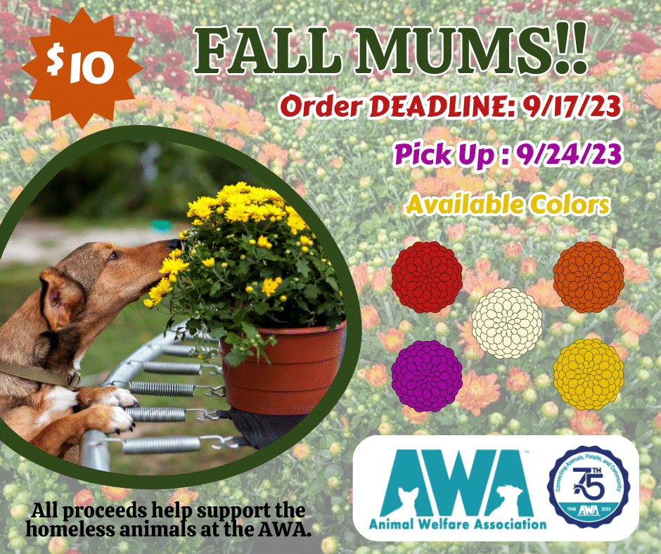 Flyer with dog sniffing mums for AWA mums fundraiser sale.