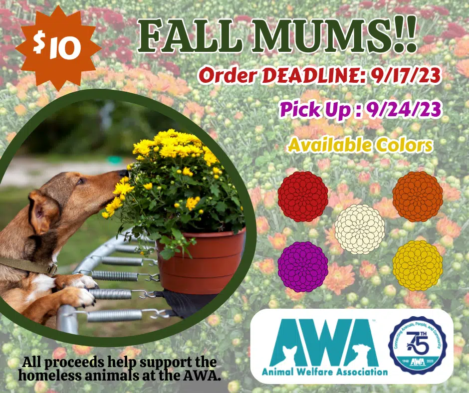 Flyer with dog sniffing mums for AWA mums fundraiser sale.