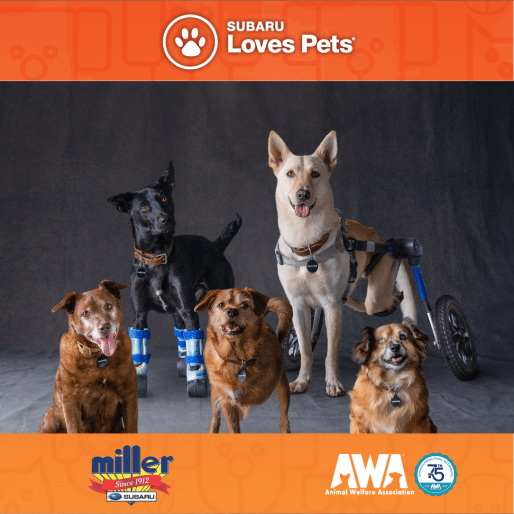 Flyer for 2023 Subaru Loves Pets Month with 5 dogs.