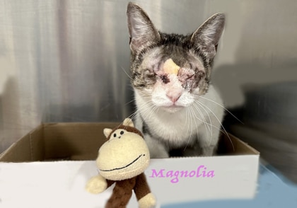 White and gray cat Magnolia with eyes swollen shut inside kennel at AWA with monkey toy.