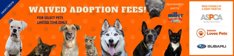 Banner with cats and dogs promoting AWA Subaru Loves Pets Event.
