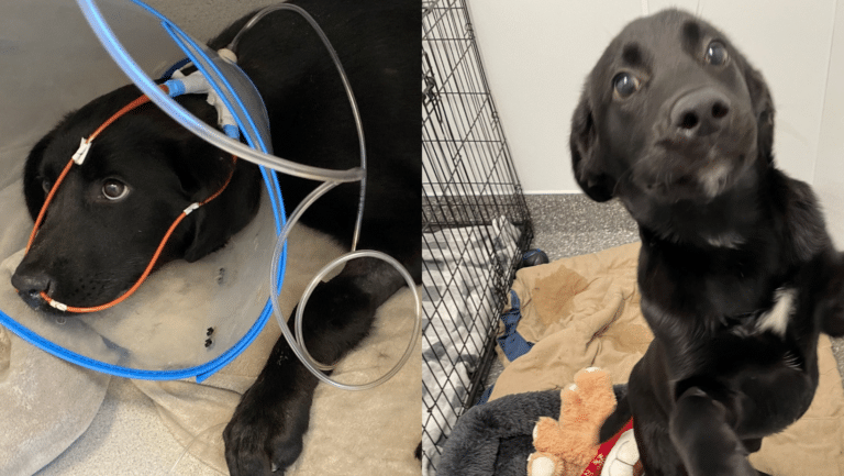 BEfore and after of black labrador mix dog during treatment and recovery from pneumonia.
