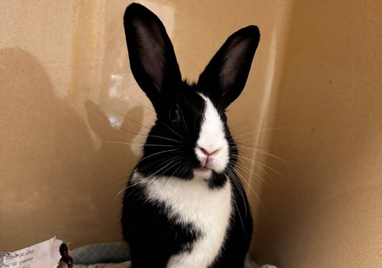 black and white bunny rabbit on blanket inside shelter at AWA.