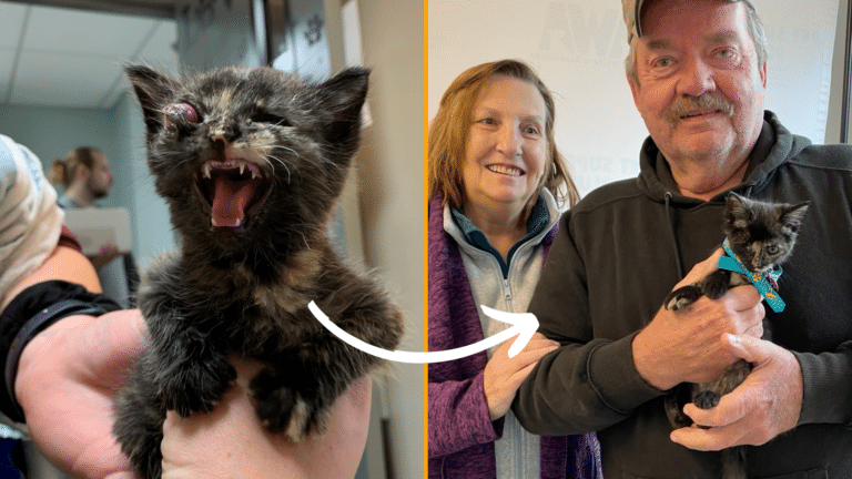 Before and after photo of black kitten with eye injury and being held by adopters at AWA.
