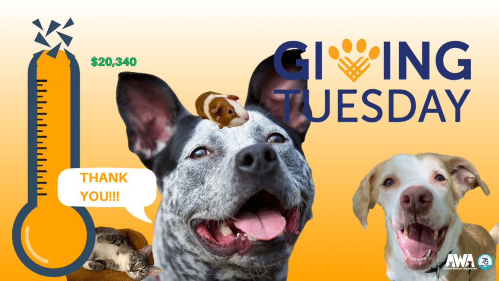 Dogs, cats and guinea pigs on flyer thanking donors for AWA giving Tuesday 2023.