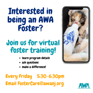 Kitten being fed with bottle on flyer for Animal Welfare Association virtual foster training every Friday at 5:30pm.