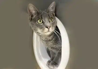 Gray cat sticking head out of white door inside kennel at Animal Welfare Association.