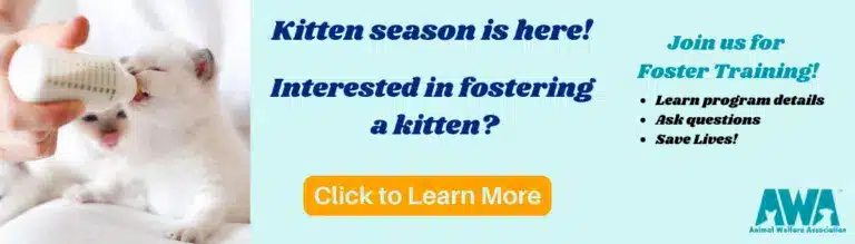 Kitten being bottle fed on flyer for Animal Welfare Association foster program.