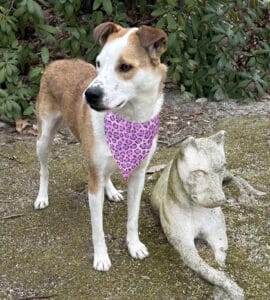 Brown and white hound dog with pink bandana at AWA.