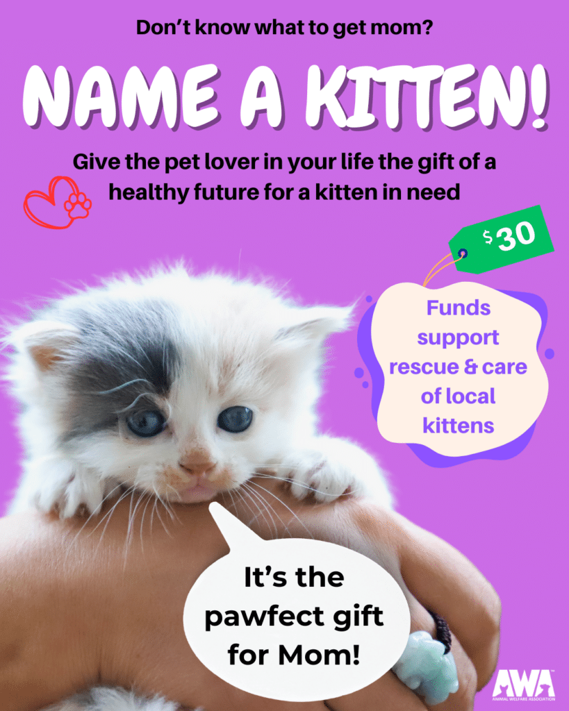 Flyer with white kitten for Mother's Day Kitten Naming fundraiser for Animal Welfare Association.