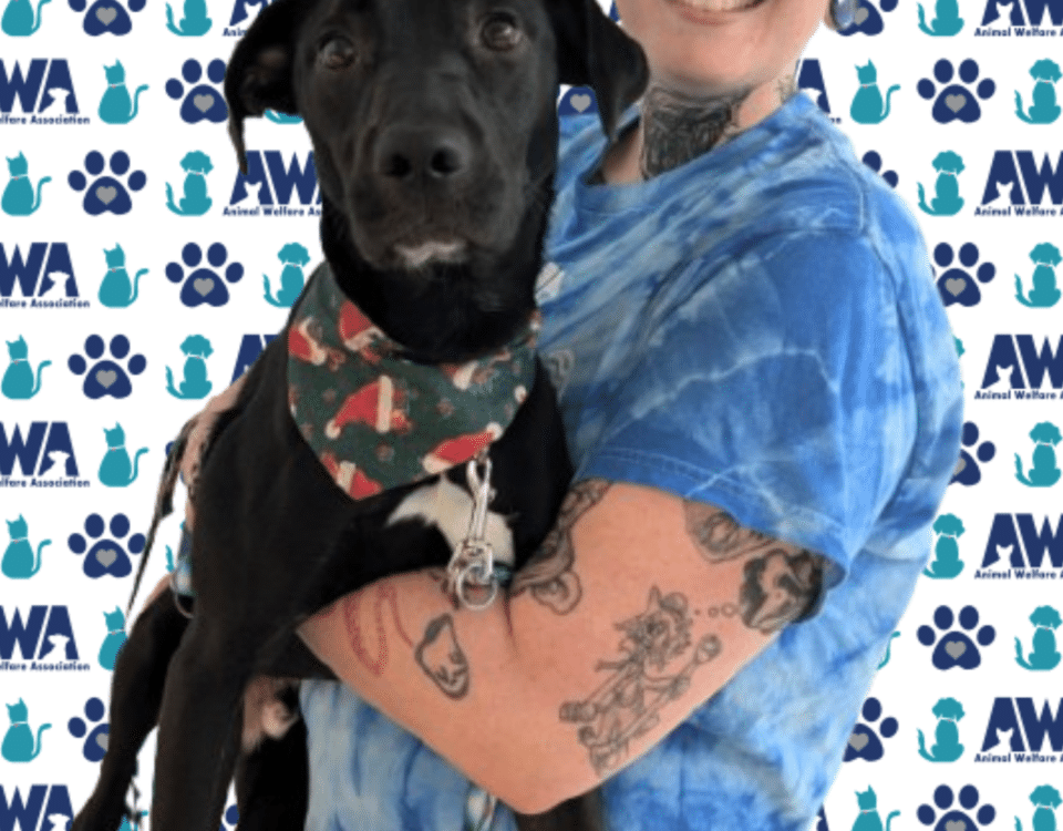 Jenna Barrett and Lambert - Woman with tattoos holding young black dog