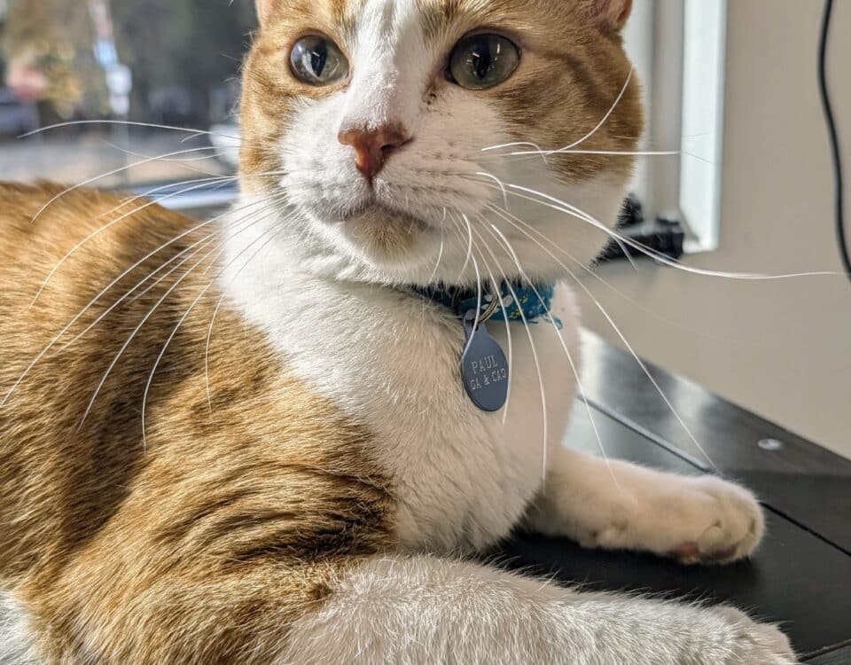 Paul - AWA Office Cat - Chief Affection Officer - Orange and White cat sitting in the sunshine