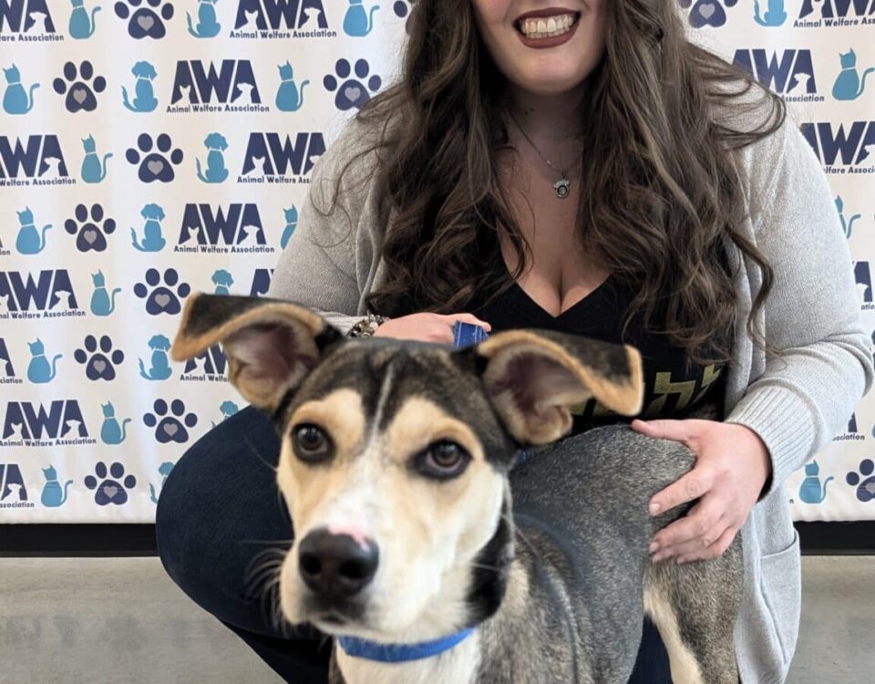Stephanie and Homey - Brunette woman posing with tan and brown dog