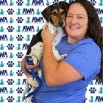 Caucasian woman with brown curly hair, wearing a blue t-shirt, holding a brown, black, and white beagle puppy