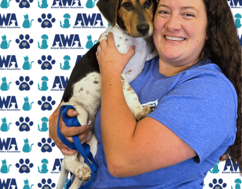Caucasian woman with brown curly hair, wearing a blue t-shirt, holding a brown, black, and white beagle puppy