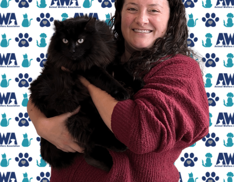 Brunette woman in red sweater holding a fluffy black maine coon cat with green eyes