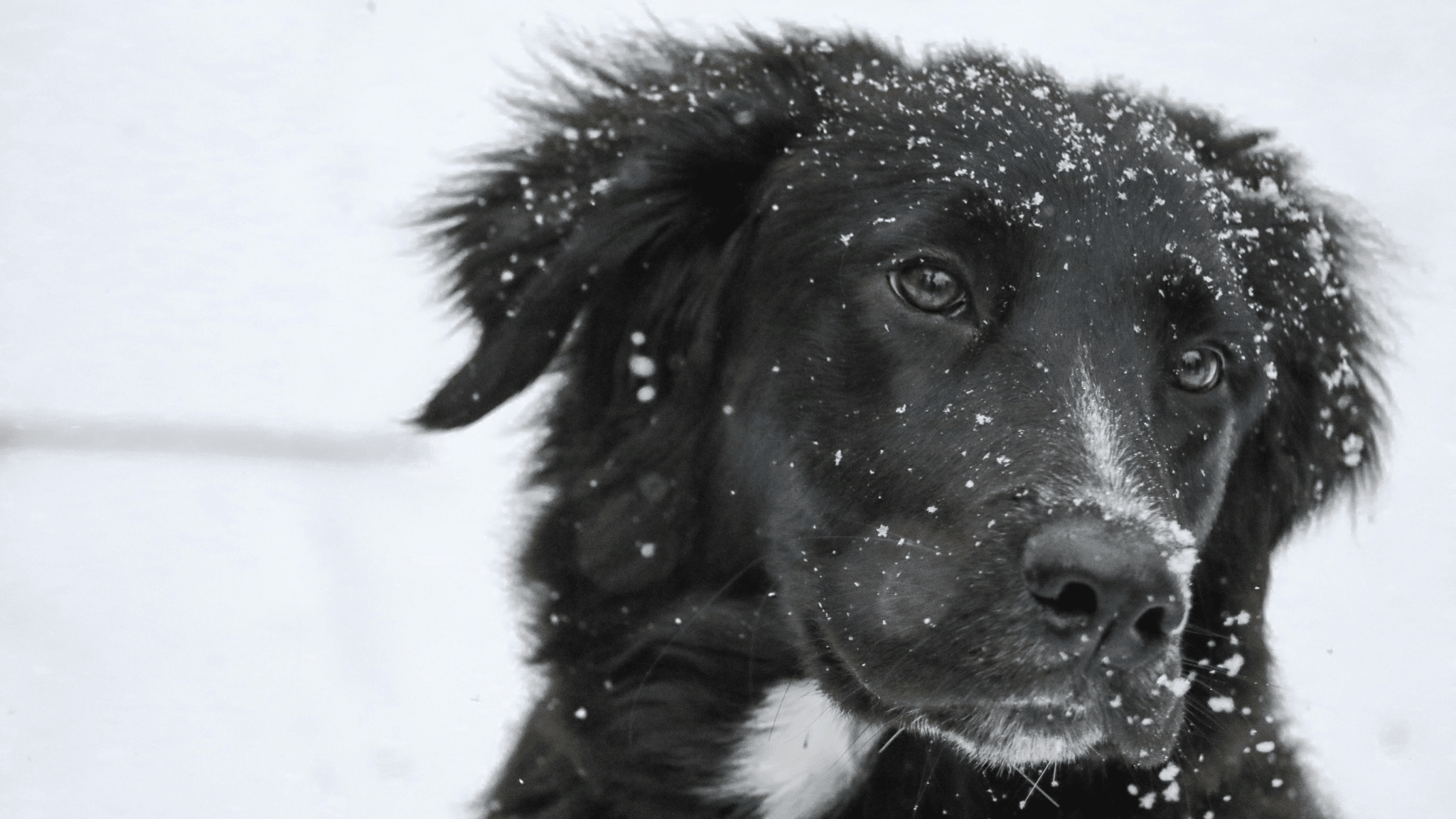 Black dog in snow
