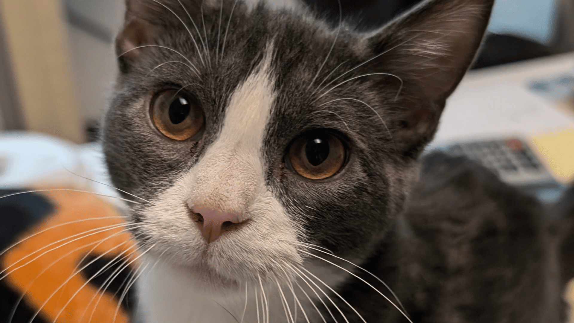 Gray and White Cat with green eyes looking directly into the camera