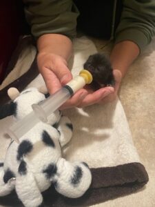 black little kitten being bottle fed formula through a syringe.