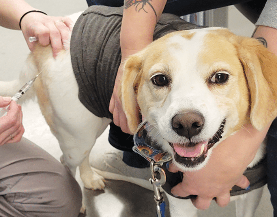 Tan and white dog in a gray vest receiving a vaccine in the back leg.