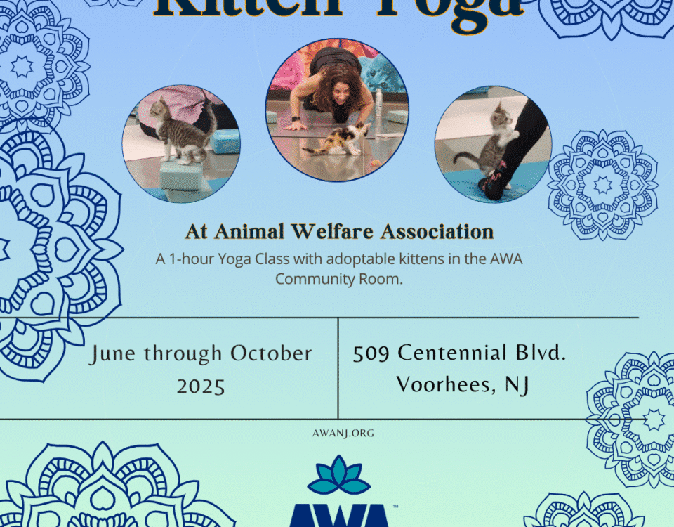 Kitten Yoga at Animal Welfare Association. July through October 2025. 509 Centennial Blvd, Voorhees, NJ