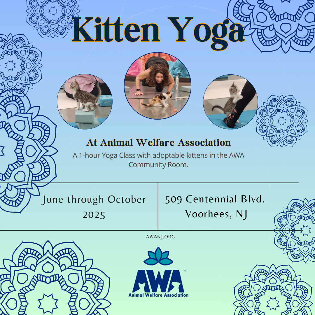 Kitten Yoga at Animal Welfare Association. July through October 2025. 509 Centennial Blvd, Voorhees, NJ