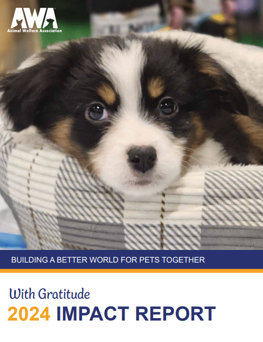 2024 Impact Report - Australian Shepard Puppy sitting in a bed looking directly at the camera.