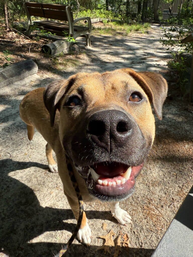 Brown dog with 3 legs, looking directly at the camera, smiling.