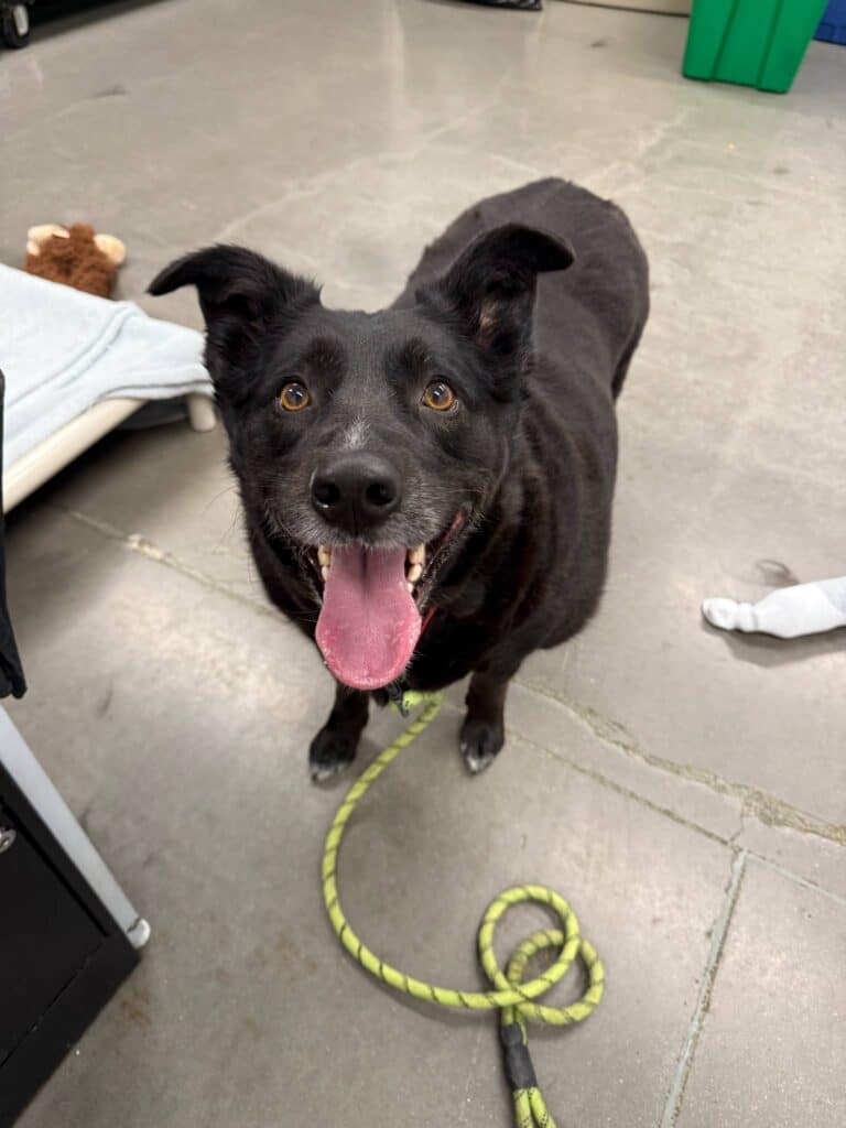 Overweight black dog with brown eyes looking directly at the camera with her tongue out