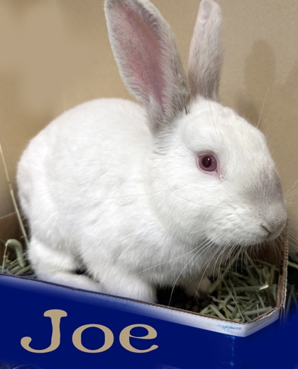 White rabbit with large ears sitting in a box that says Joe