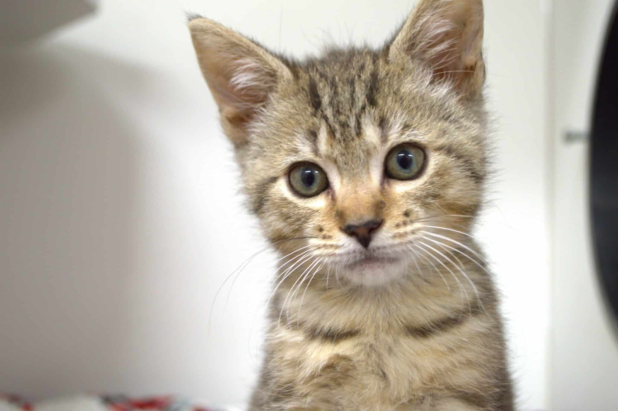Brown and black tabby with green eyes in front of a white background