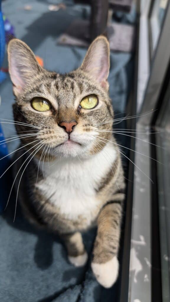 Brown and black tabby with a white chest and bright green eyes