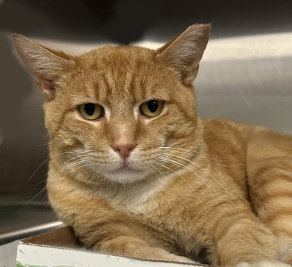 large orange tabby cat missing the top of his left ear, indicating he has been neutered