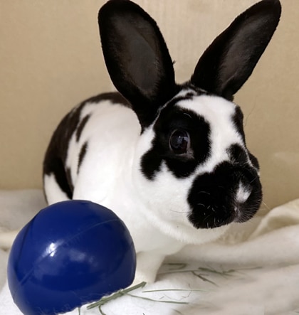 Black and white spotted rabbit with large black ears.