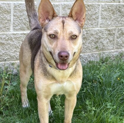 Tan and brown dog with white paws and upright ears.