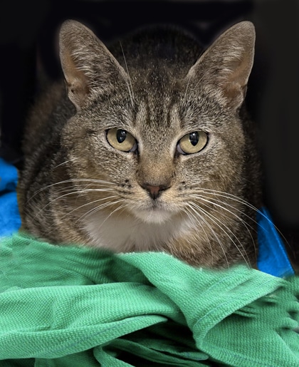 Brown and Tan tabby cat with yellow green eyes