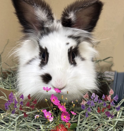 White and black lionhead rabbit sitting in its hay