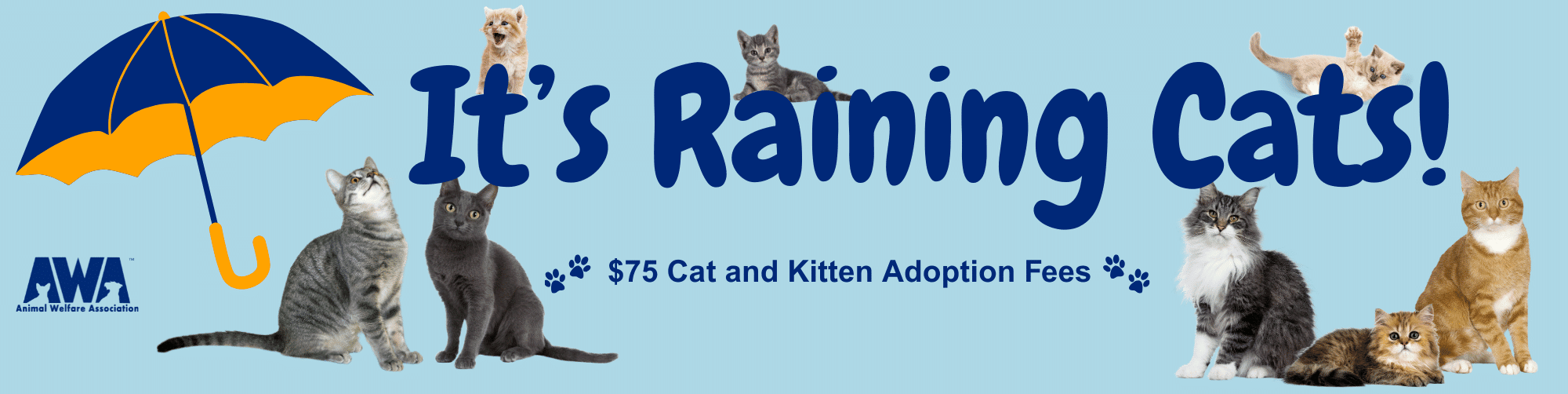 It's Raining Cats. $75 Cat and kitten adoption fees