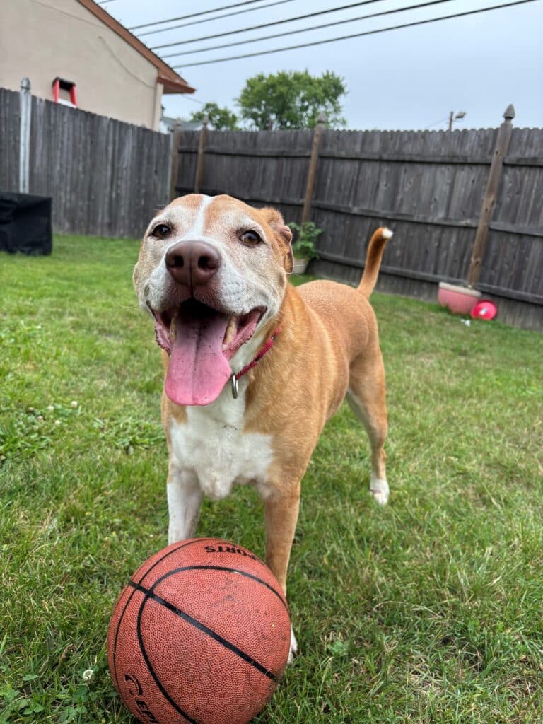 Older, tan and white retriever mix standing in a fenced in yard behind a basketball with her tongue out