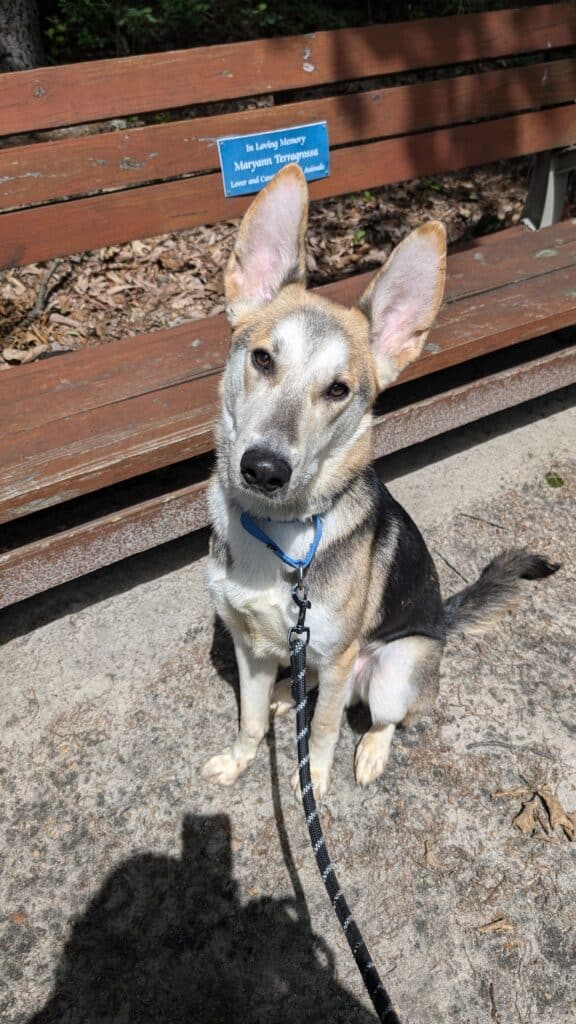 Tan, white, and black shepherd dog with large, upright ears.
