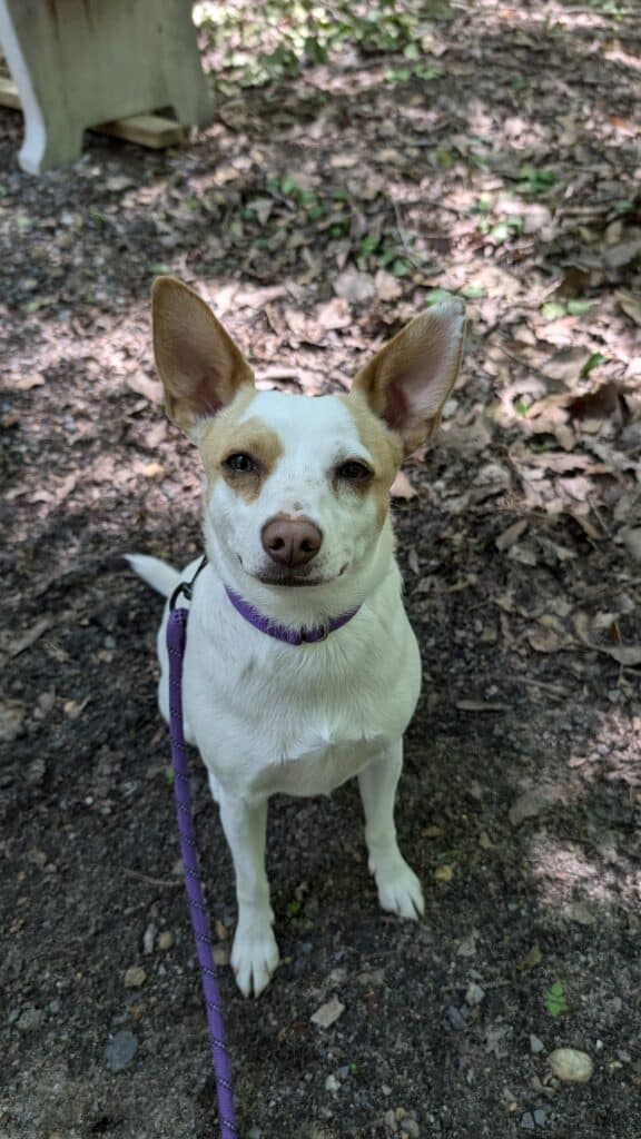 White and Tan dog with large upright ears wearing a purple collar