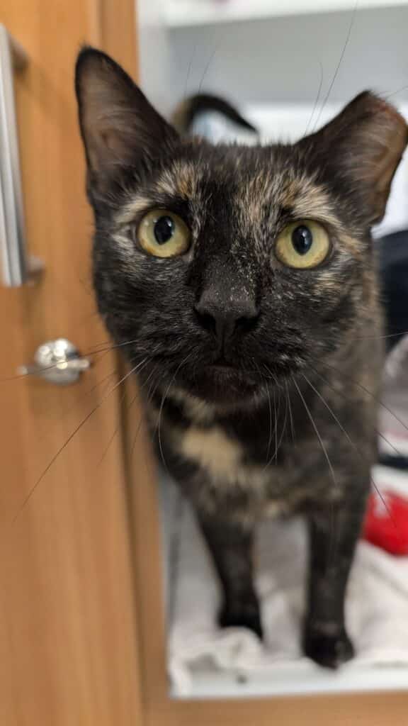 Black and orange tortoiseshell cat with bright green eyes and a tipped left ear